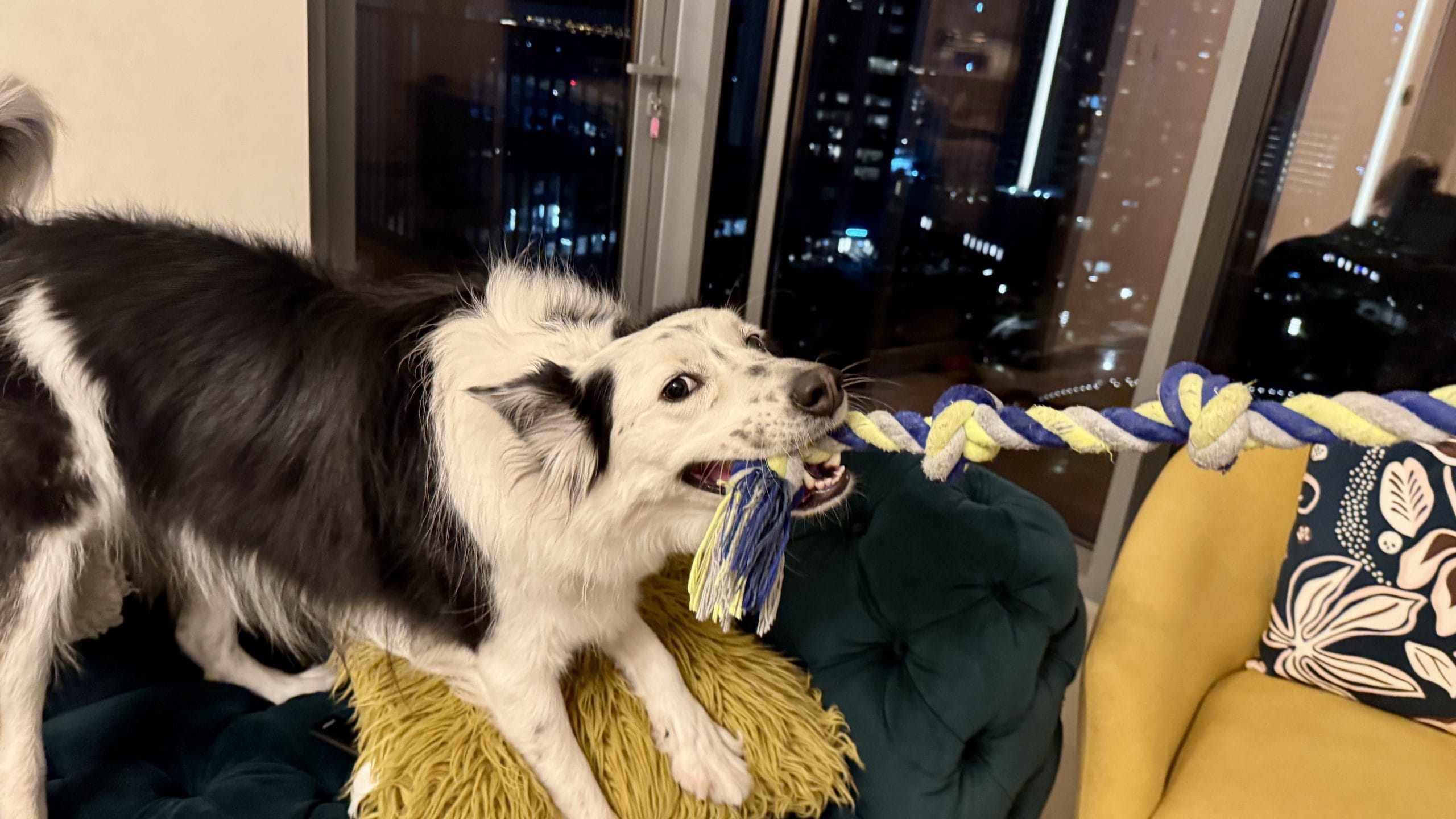 うるさいボーダーコリー