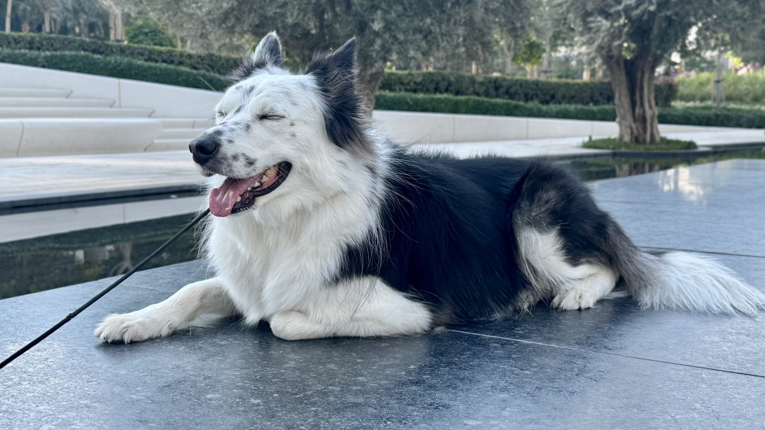 寒さに強いボーダーコリー