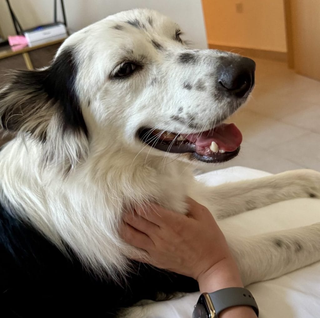 飼い主に甘える犬