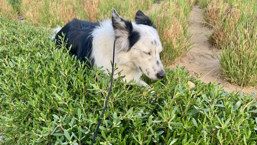 草を食べる犬
