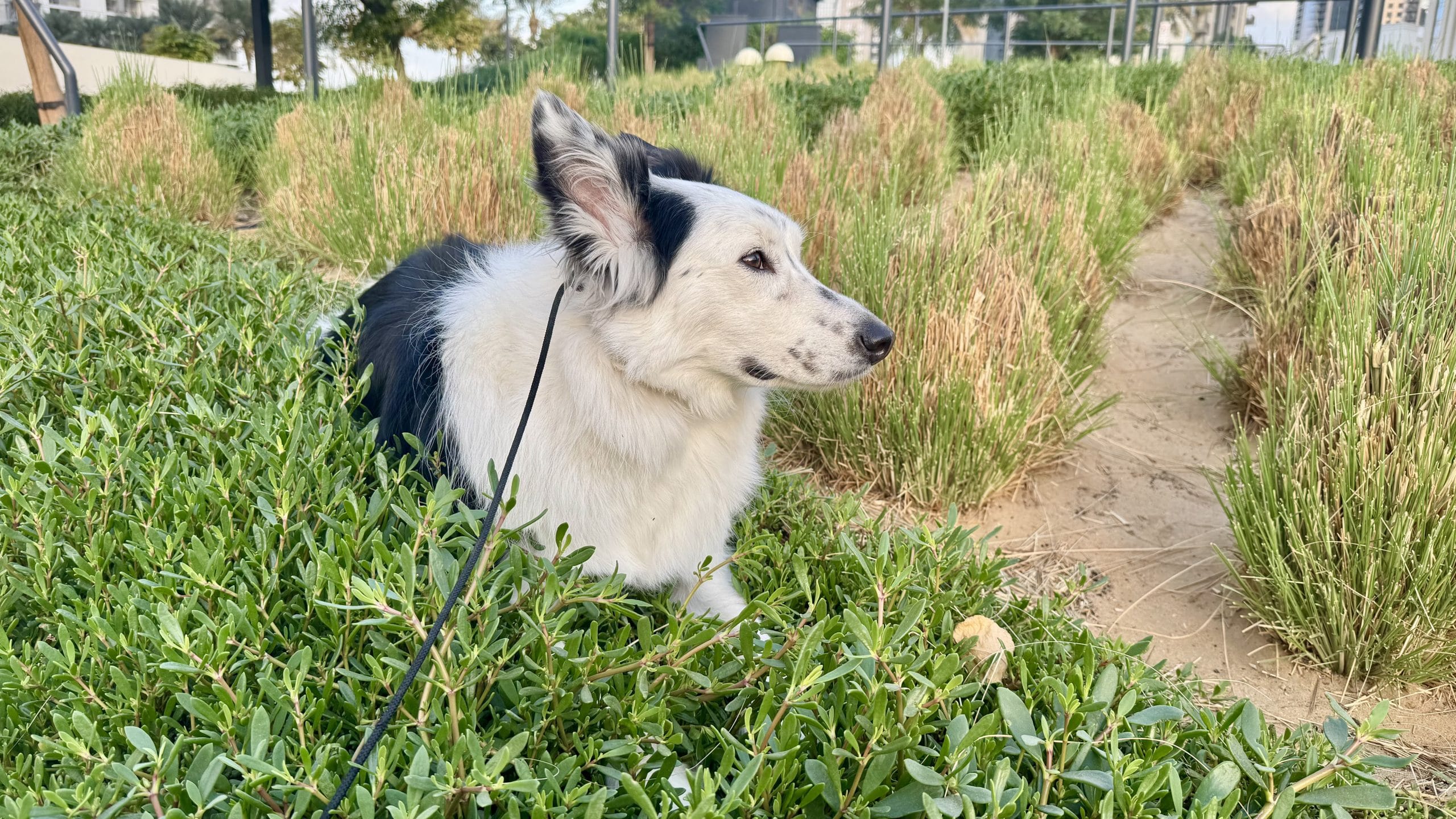 草を食べようとする犬