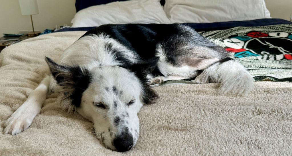 ベッドの上の足元で寝る愛犬
