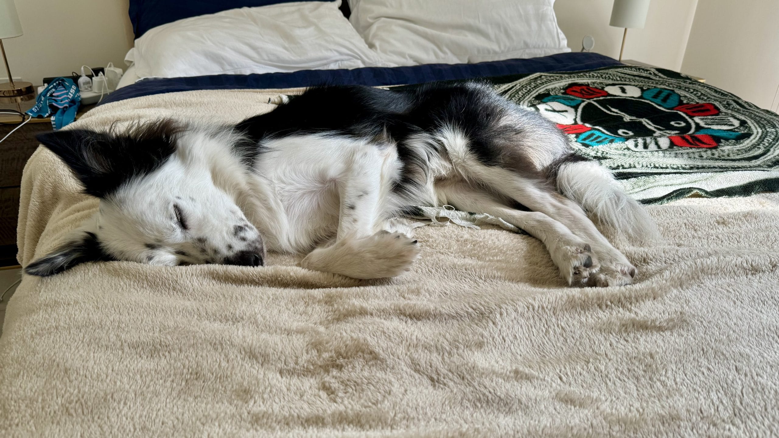 足元で寝る愛犬