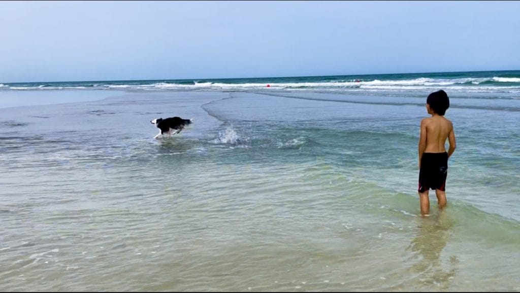 ドバイで犬と遊べる絶景ビーチ