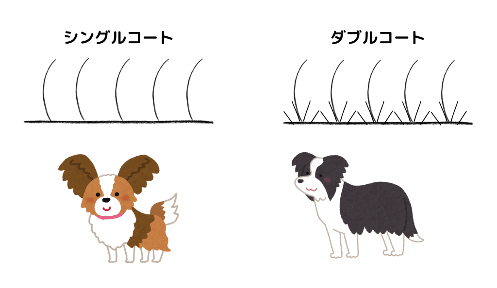 犬のダブルコートとシングルコートの違いの図