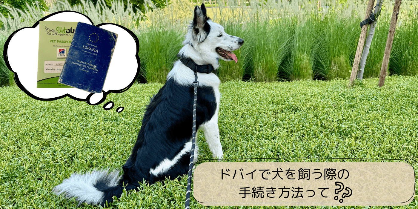 ドバイで犬を飼う際の手続き方法って？