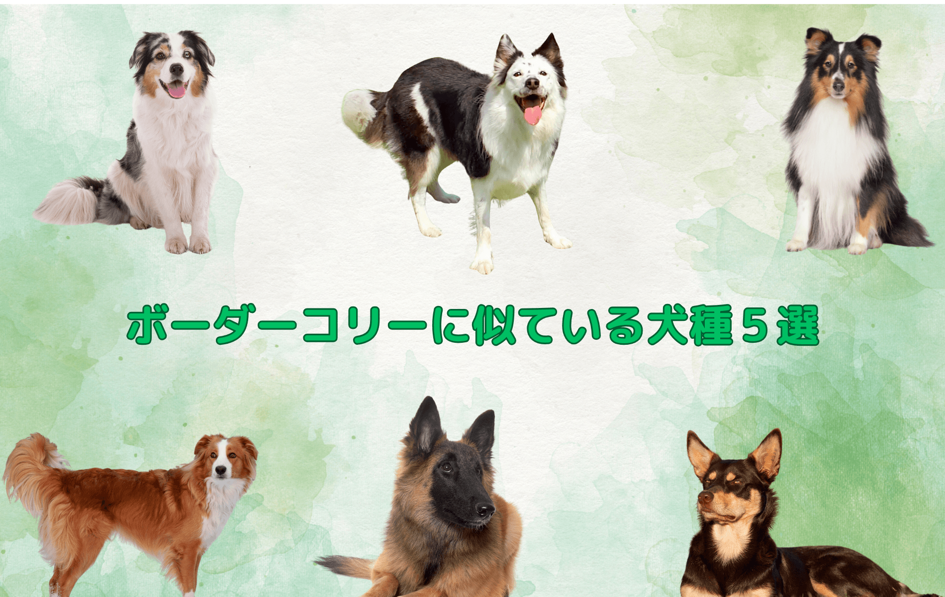 ボーダーコリーと似ている犬種５つ