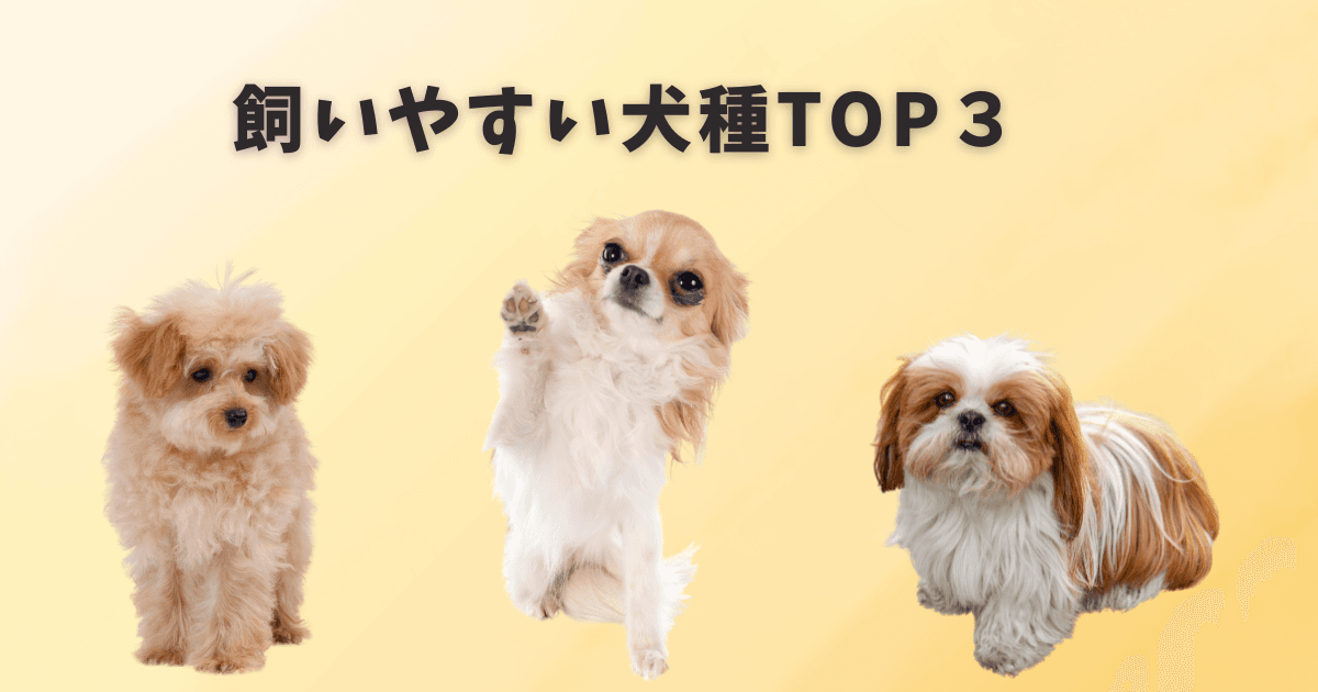 飼いやすい犬種TOP３