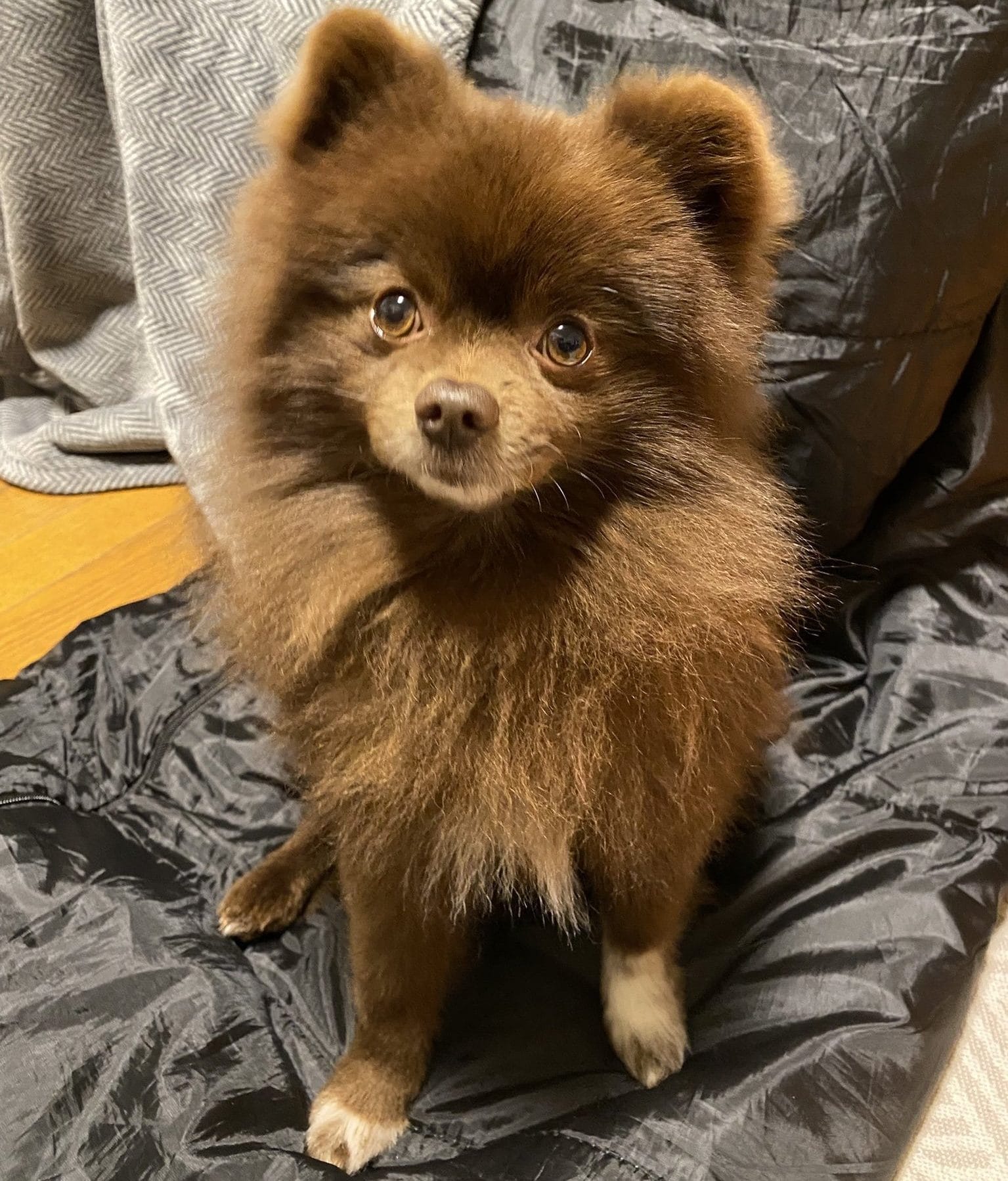 ブラウン色のポメラニアン