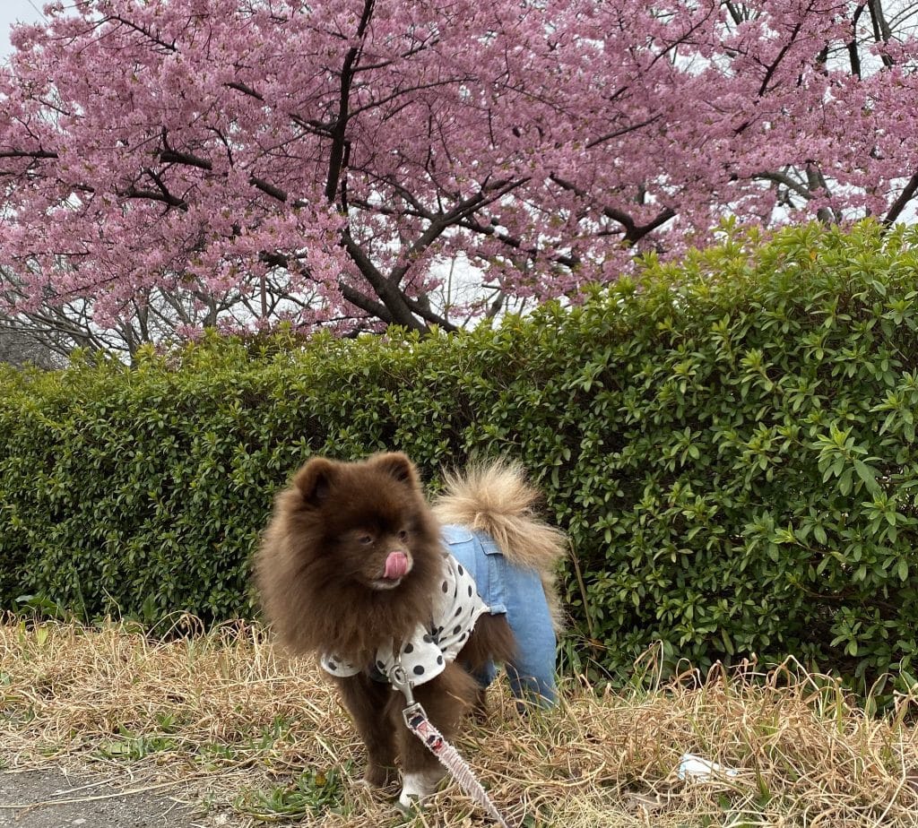 お散歩中のポメラニアン