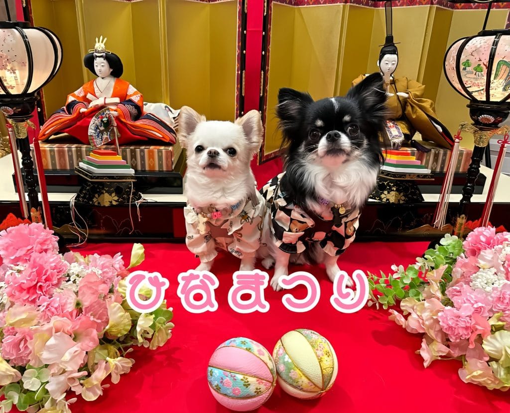 ひな壇の前で着物を着るチワワ2匹