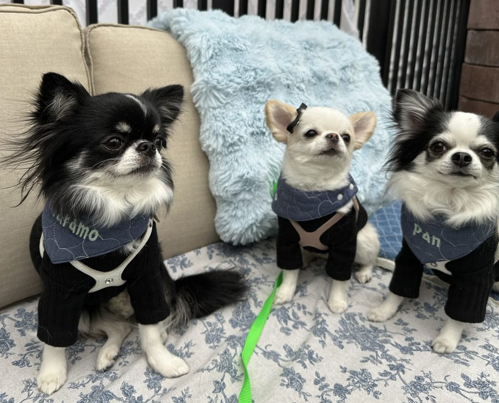 オシャレなチワワ三姉妹の写真