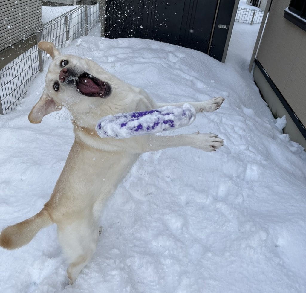 雪で遊ぶラブラドールレトリバー