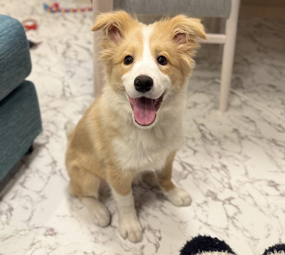 ボーダーコリーの子犬