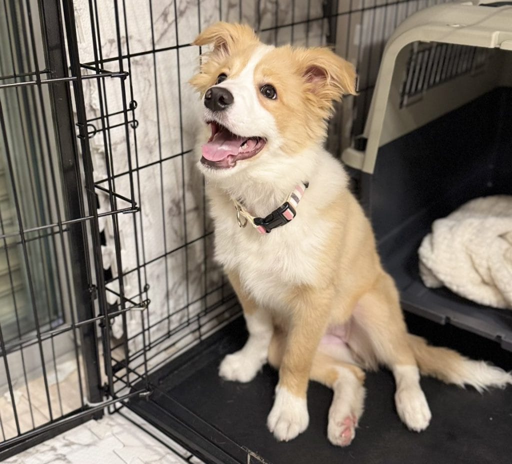 笑顔な子犬のボーダーコリー