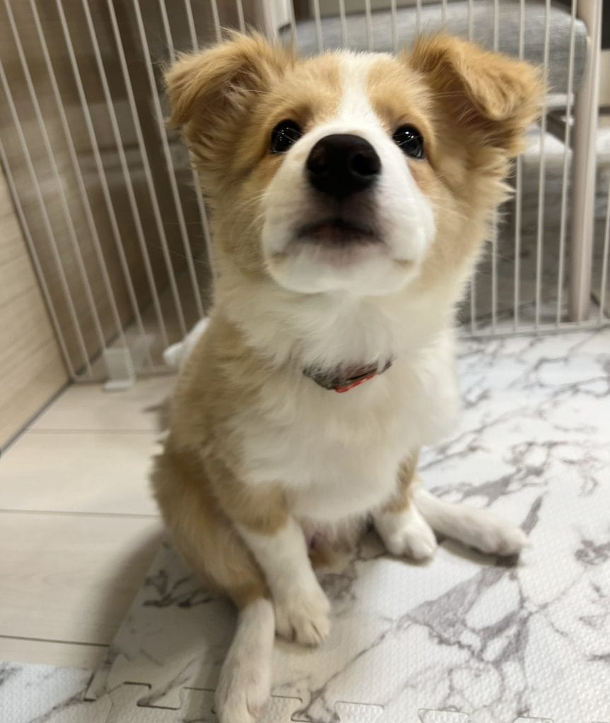 ボーダーコリーの子犬