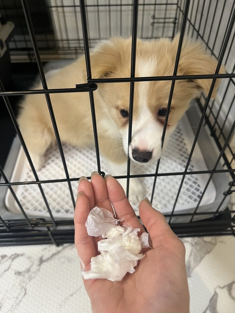 トイレをいたずらする子犬のボーダーコリー