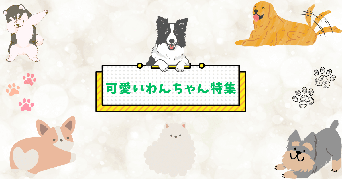 可愛いわんちゃん特集