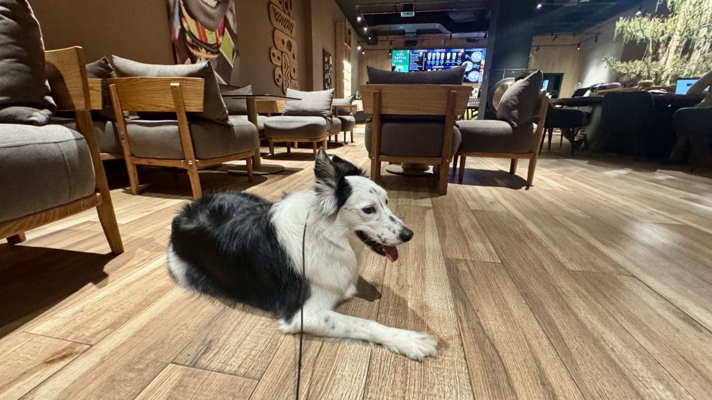 ドバイのペットフレンドリーカフェでの愛犬の様子