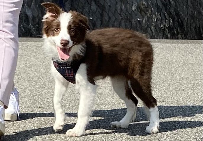 お散歩中のボーダーコリーの子犬