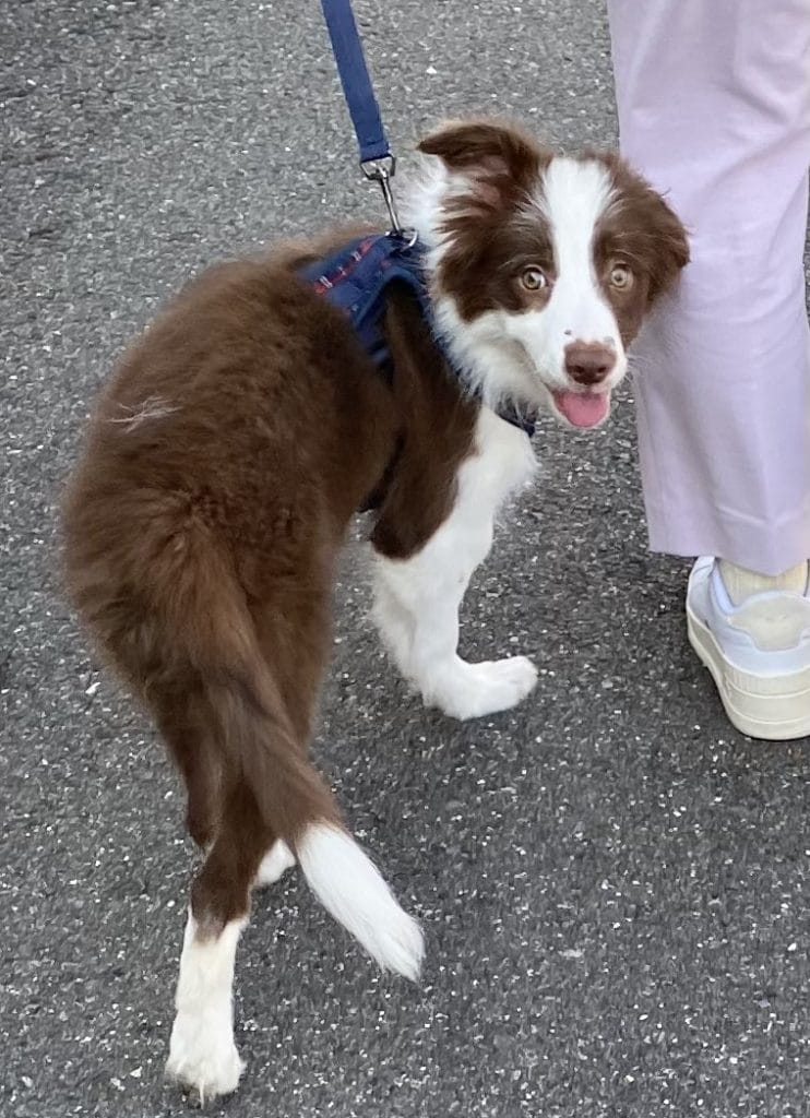 みんないるか確認するボーダーコリーの子犬