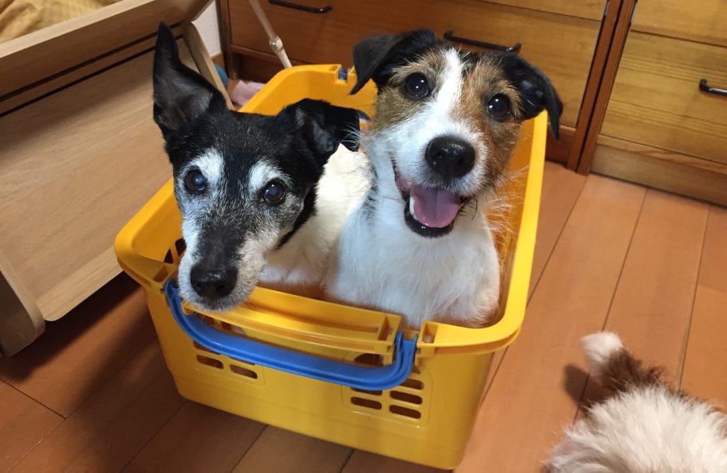 2匹のジャックラッセルテリア