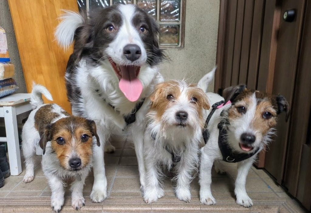 シャーロットちゃんの家族構成