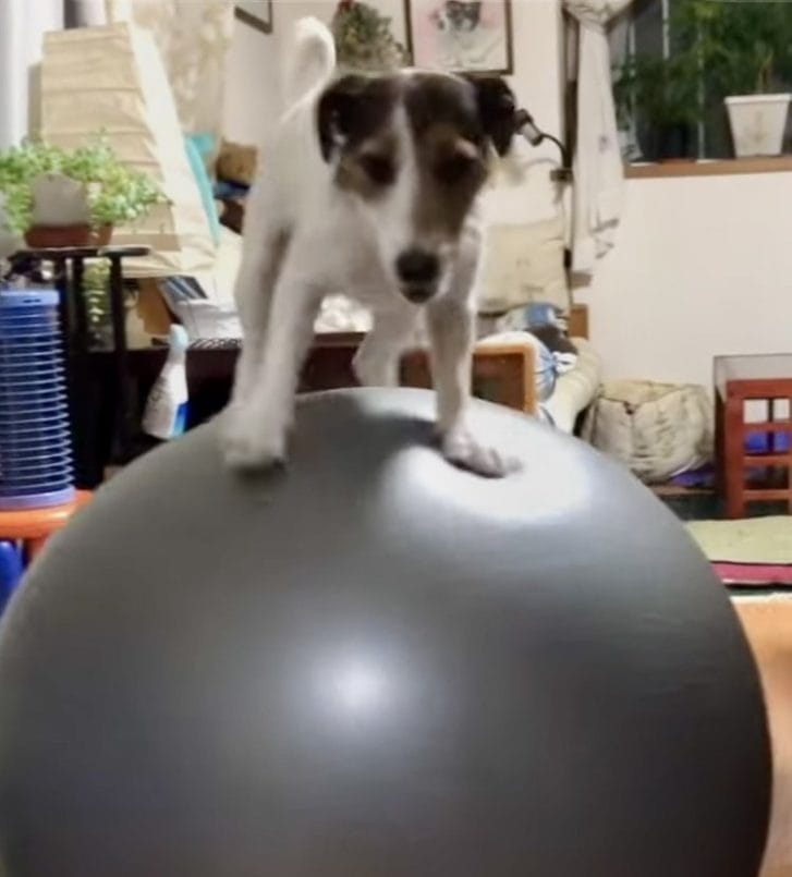 運動神経が良いジャックラッセルテリア