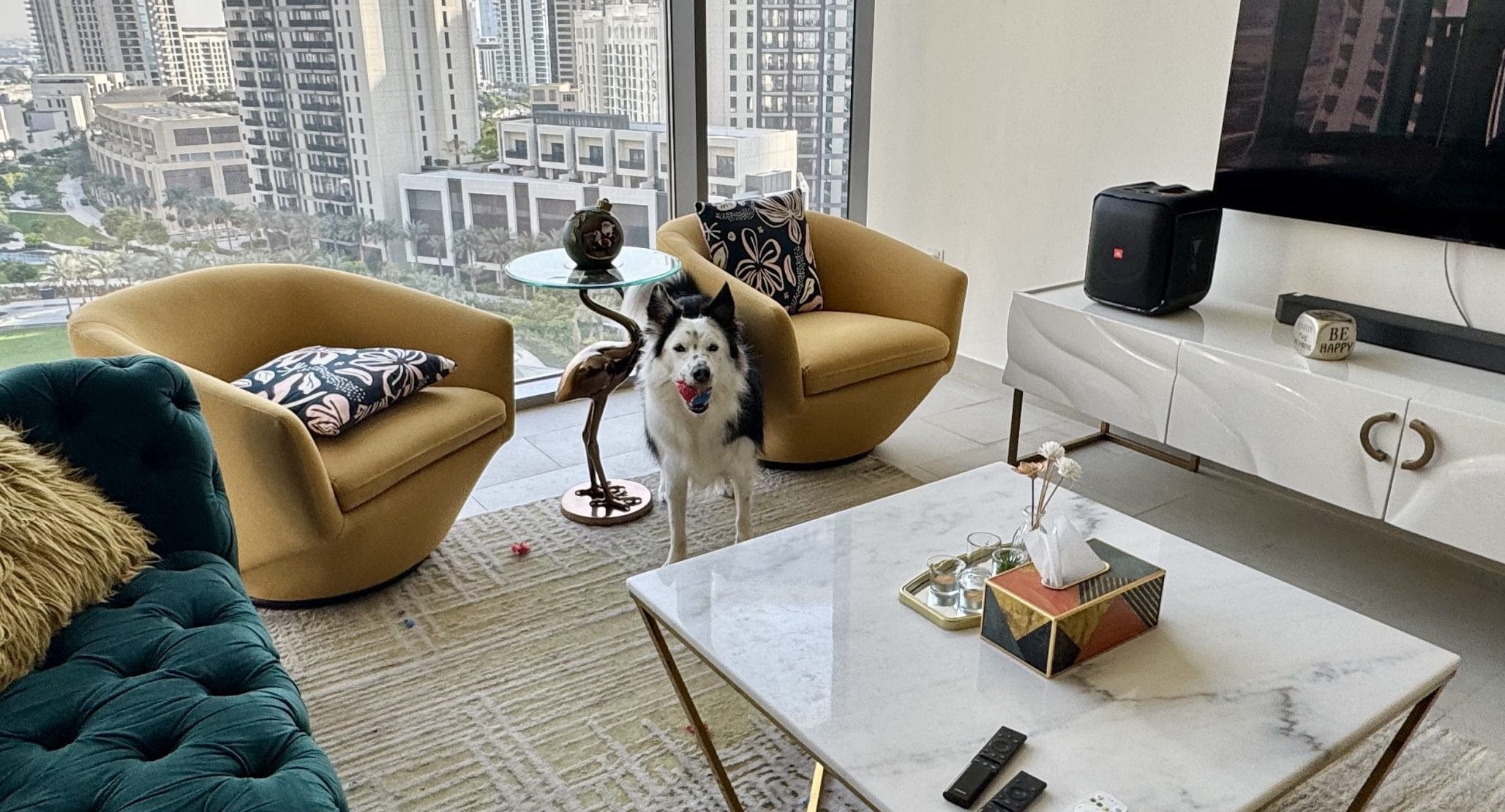 ボールを咥えるボーダーコリー