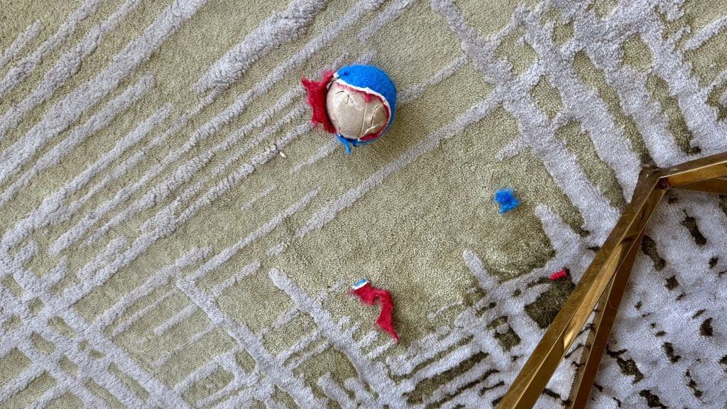 ボーダーコリーが壊したボール