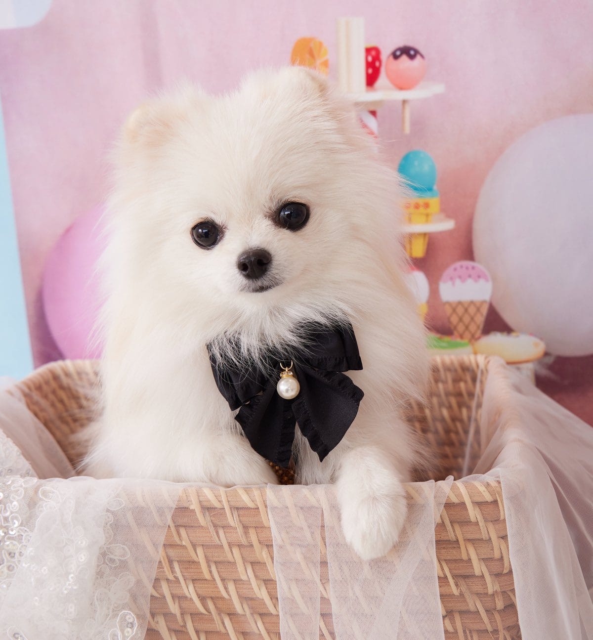 真っ白なポメラニアンのえまちゃん