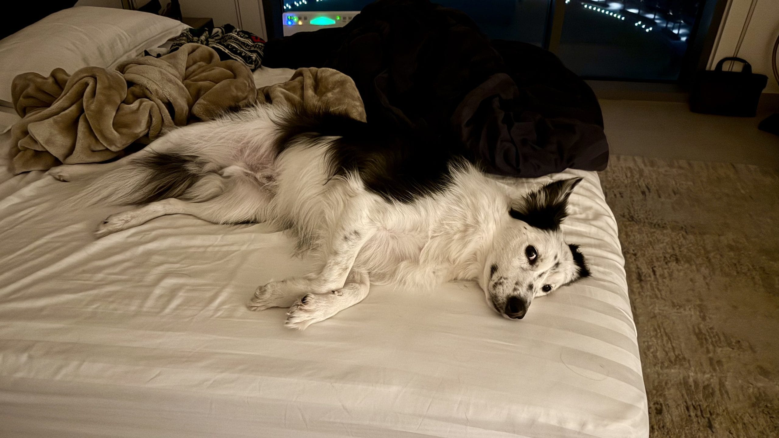 いたずらっこな愛犬