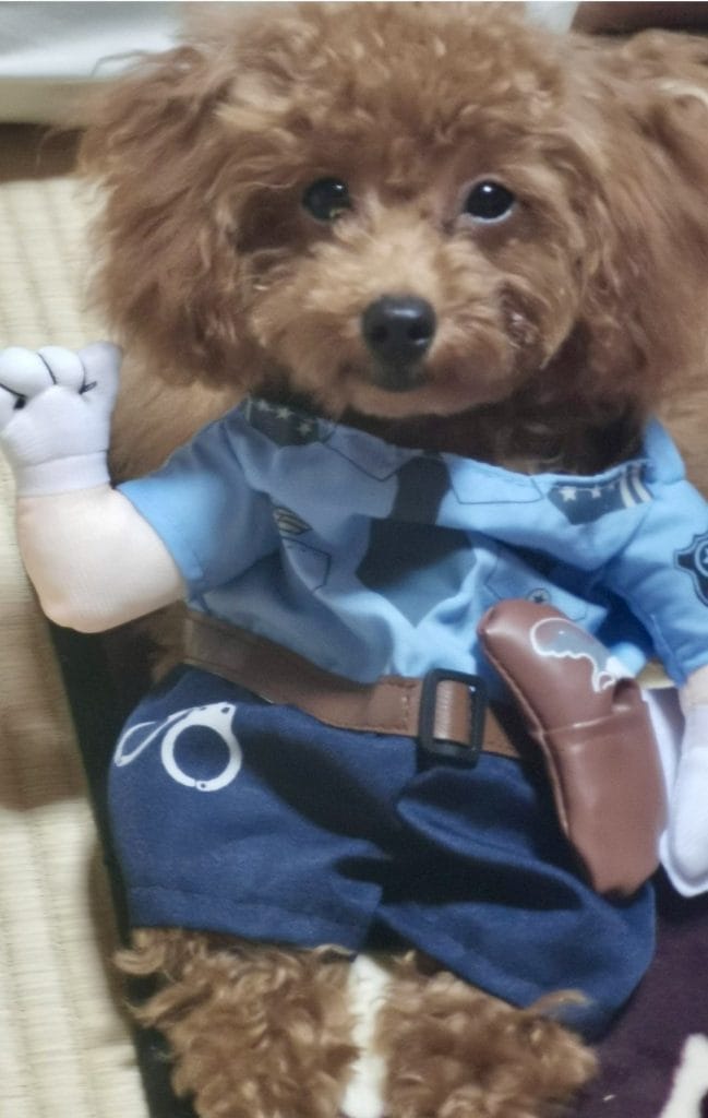 警官コスチュームを着た可愛い犬
