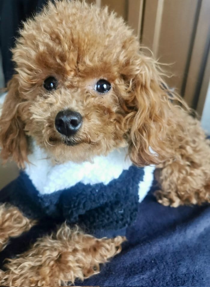 オシャレなトイプードルの杏ちゃん