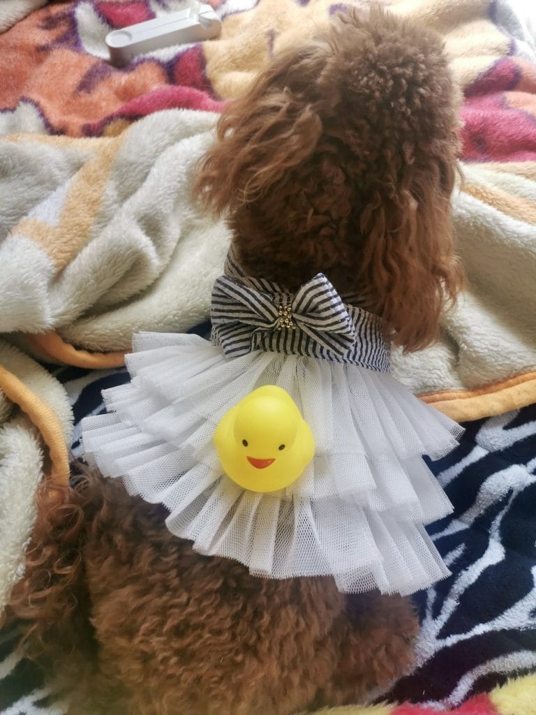 スカート姿の犬