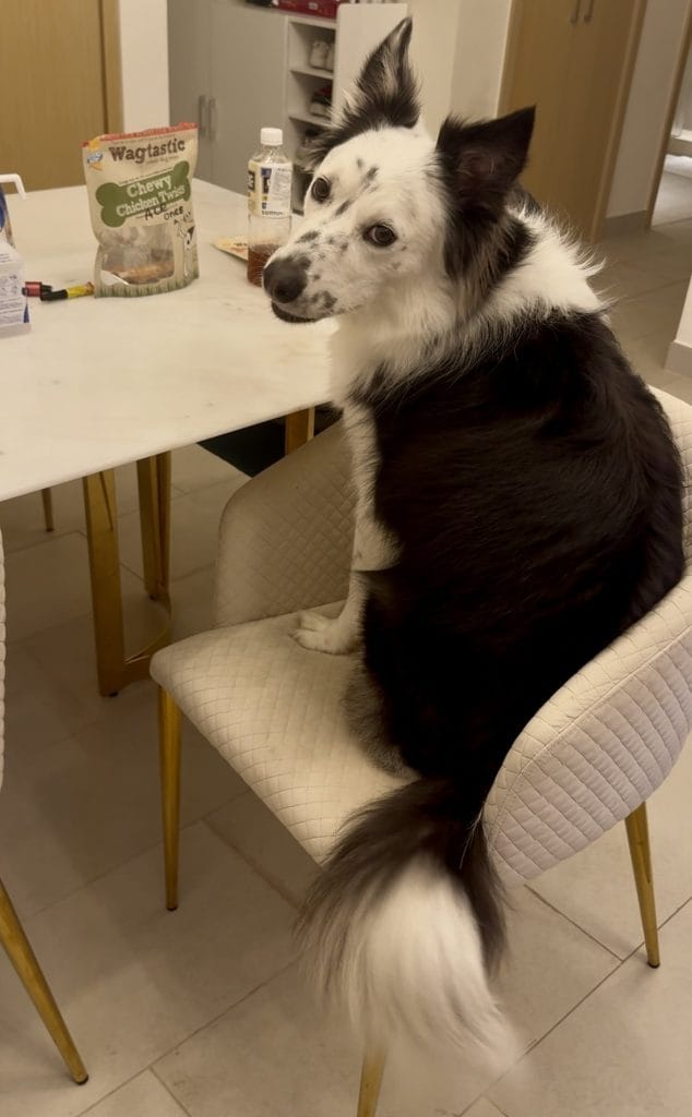 おやつがどうしても欲しい愛犬