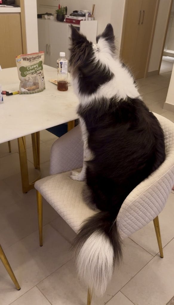 別のいたずら作戦にでる愛犬