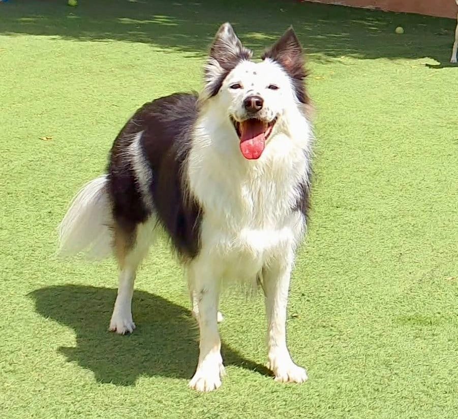 ドバイのペットホテルで遊ぶ愛犬