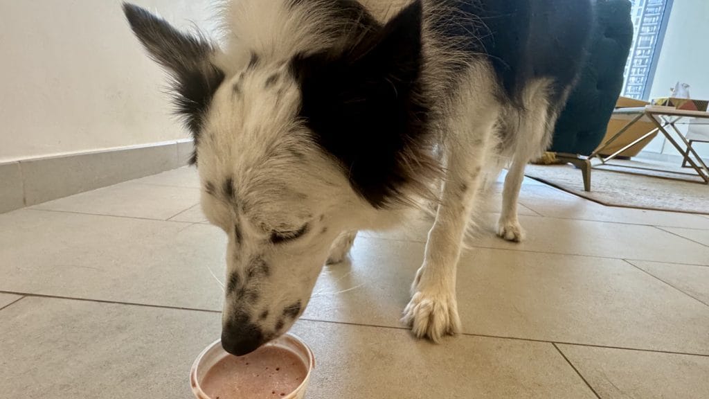 犬用アイスクリームを食べる犬