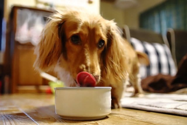 ドッグフードを食べるダックスフンド