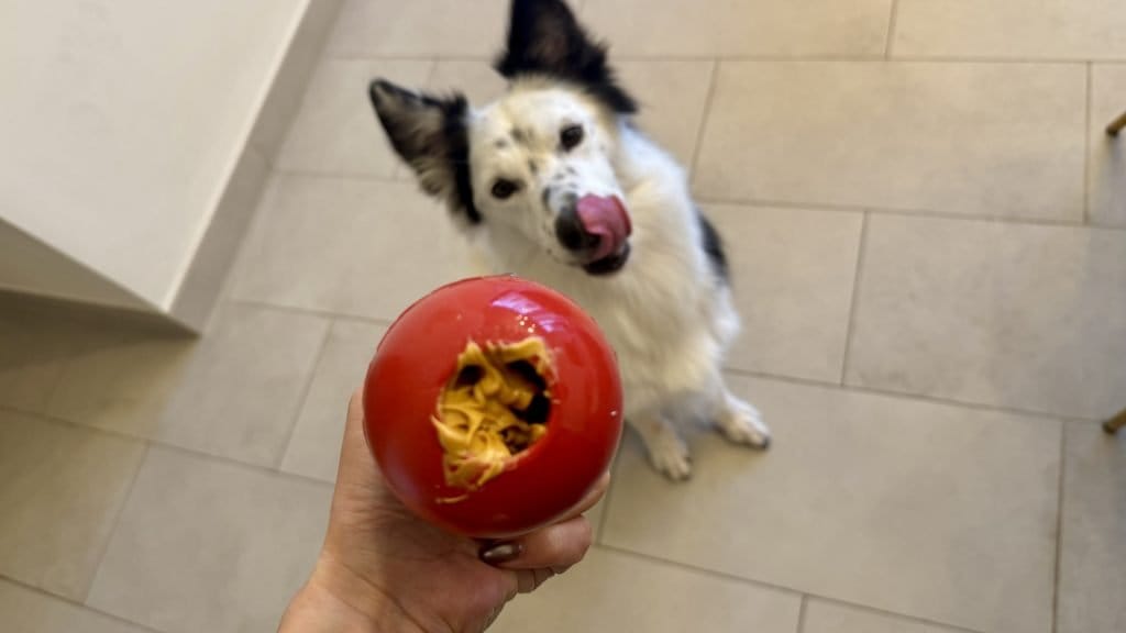 犬用コング(KONG)ペーストの使用方法
