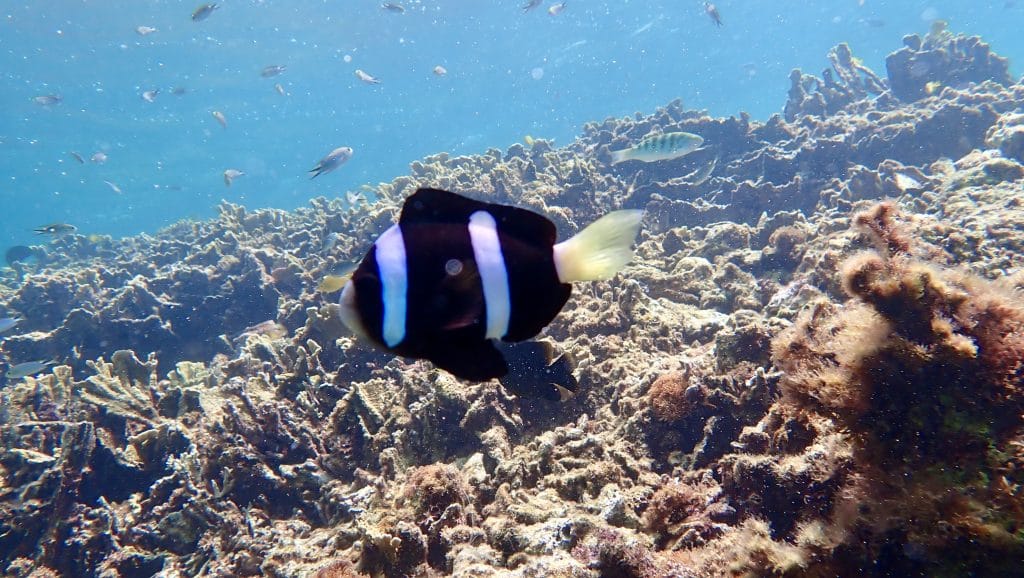 沖縄の体験ダイビング:海の中