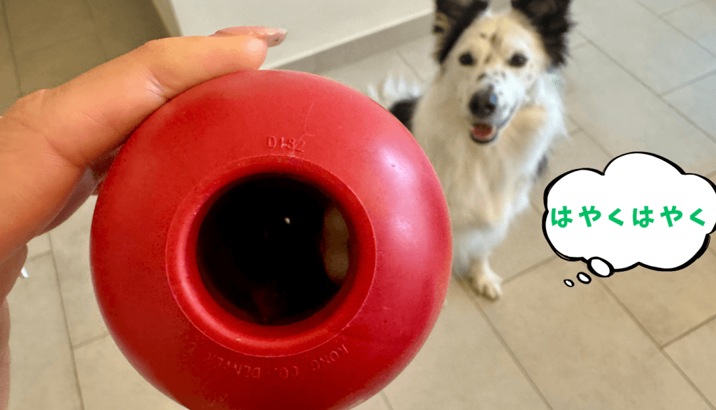 犬用おもちゃコングと愛犬