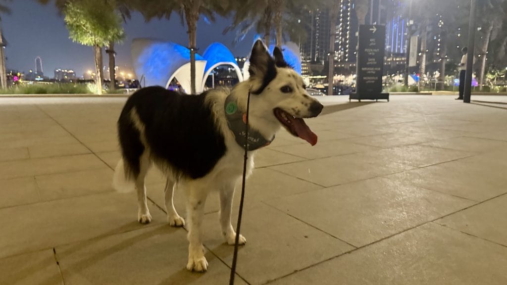 暑さ対策をして散歩する中型犬