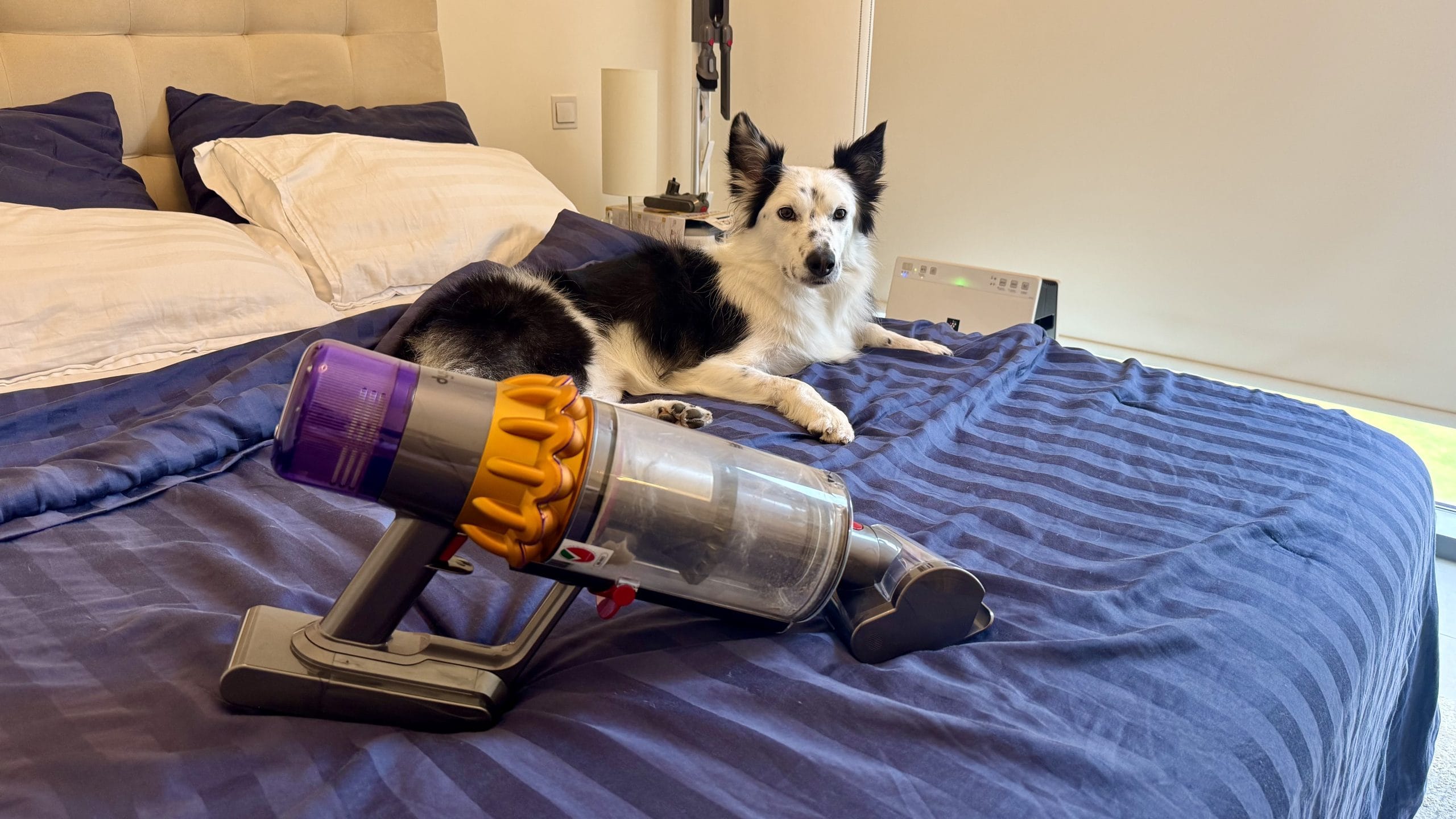 ボーダーコリーとダイソンの掃除機