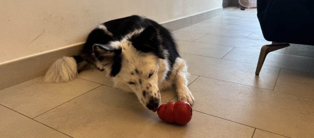 知育おもちゃ：コングで遊ぶ愛犬