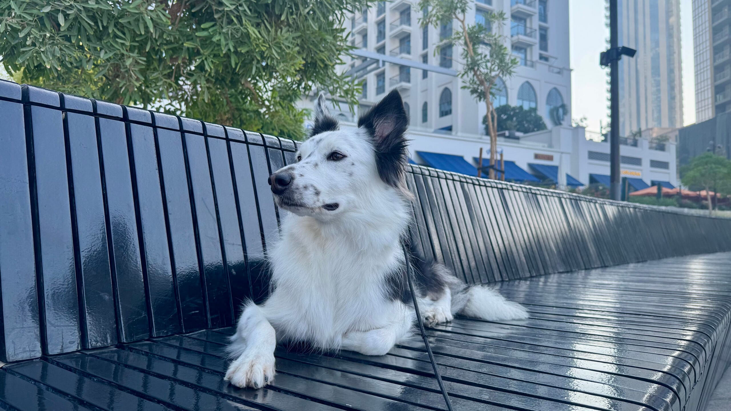 外で休んでいるボーダーコリー