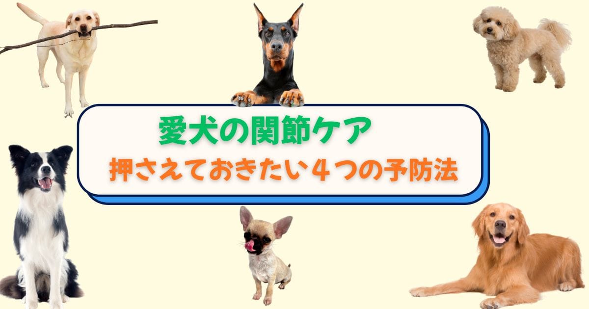 愛犬の関節ケア：様々な犬種