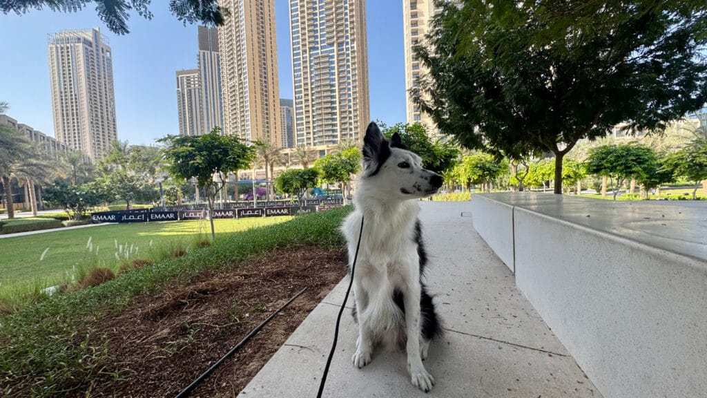 ドバイの情勢：ペットと過ごす
