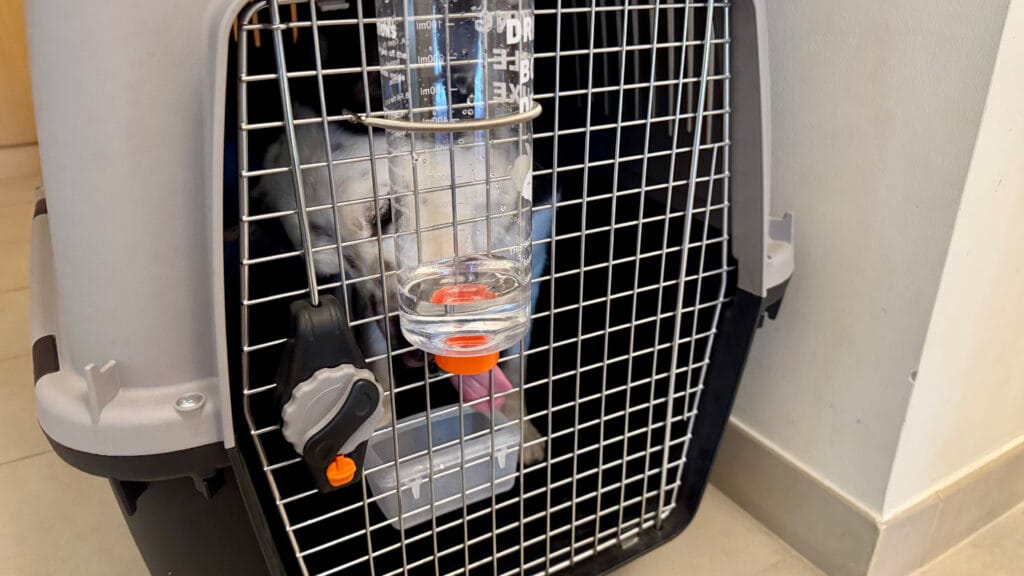 犬用ボトル(ノズル)型給水器の克服方法